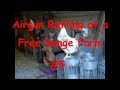 Airgun Ratting at a Free Range Farm #5