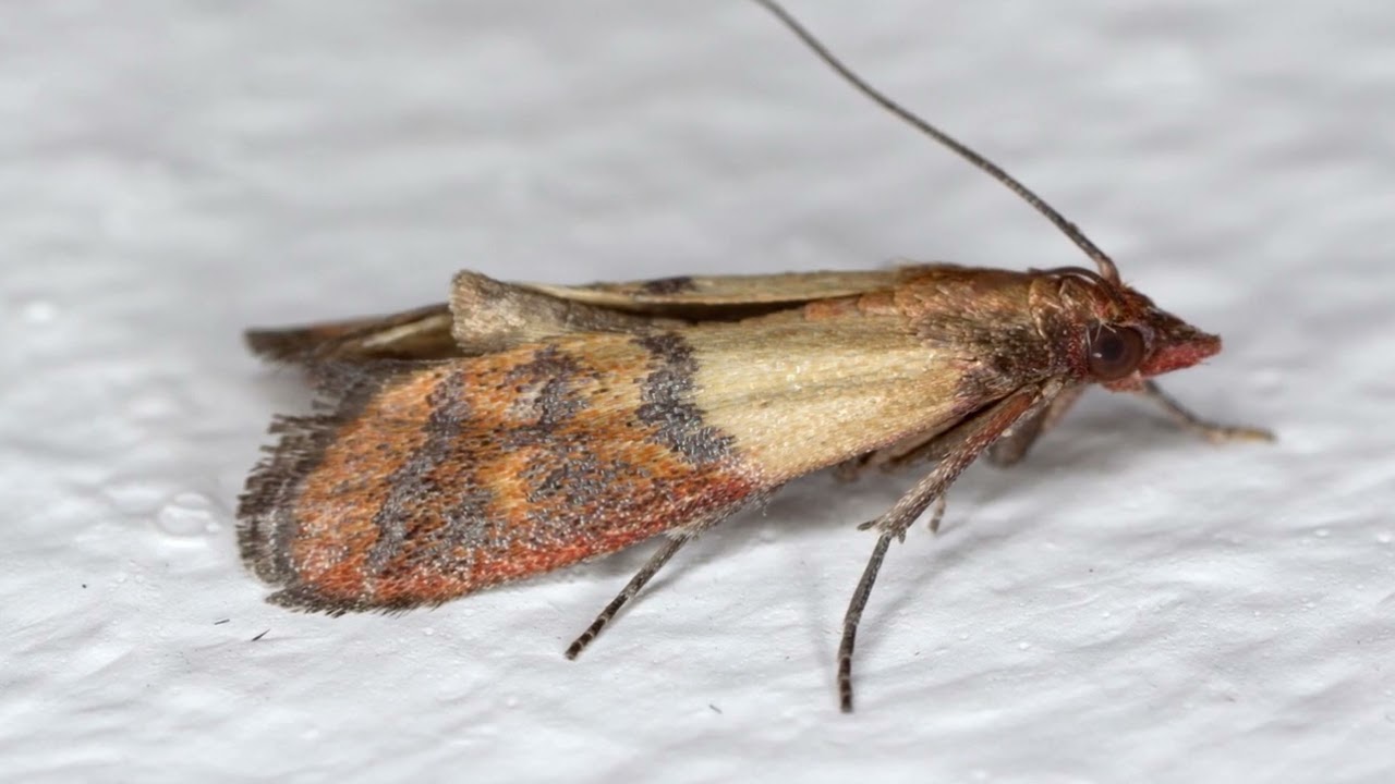 What Causes Pantry Moths? All About Their Life Cycle