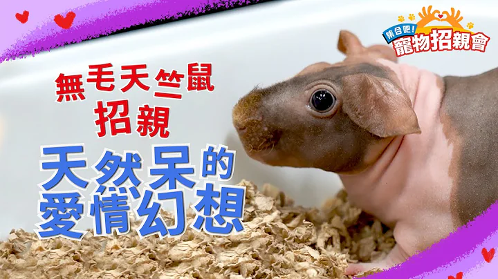 [Pets Crossing 集合吧！宠物招亲会] Hairless Guinea Pig: Naturally Cute Lover 无毛天竺鼠招亲 天然呆的爱情幻想 | EP 4/8 - 天天要闻