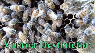 Varroa Destructor On Bees