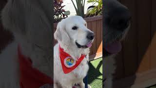 Lunch Break I Wagged Over To Boondoggle Eats In Downtown Brooksville Pet Friendly Delicious