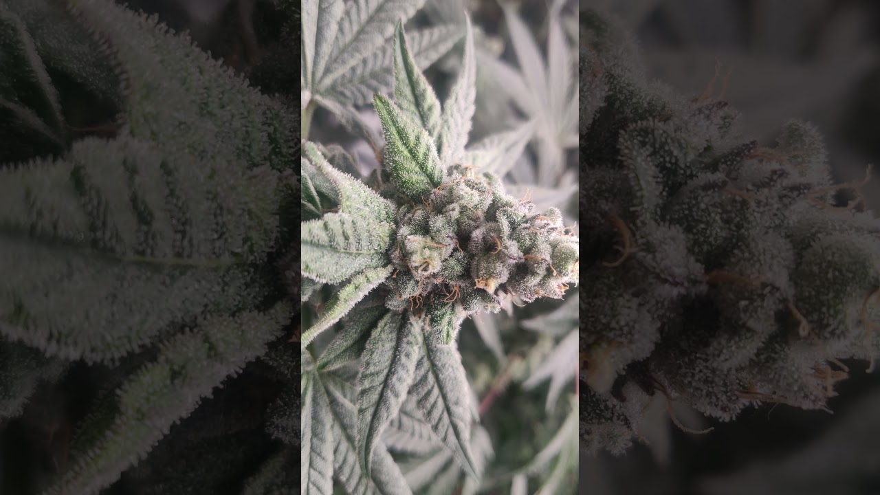 Growing Weed Indoor - Week 7 Flower - Big Buds