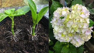 The technique of breeding hydrangeas quickly took root