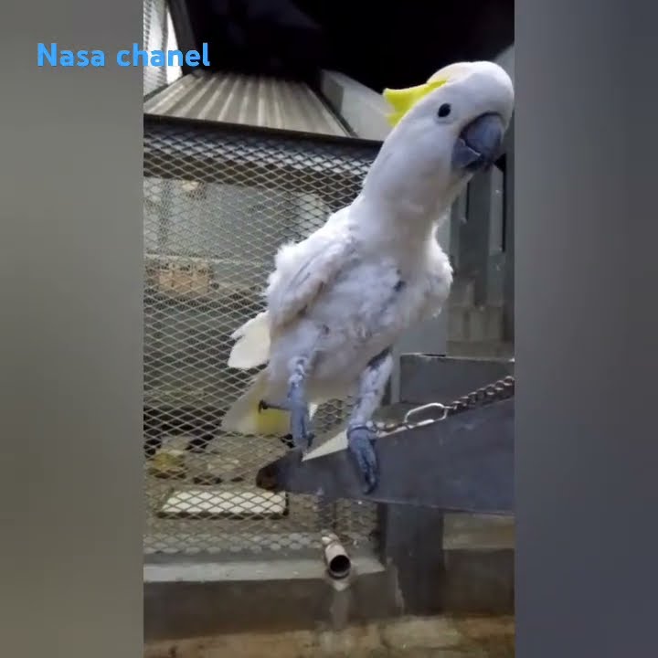 Burung kakak tua