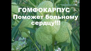 ДИКОВИННОЕ РАСТЕНИЕ! ВАТОЧНИК ПУЗЫРЕПЛОДНЫЙ!!!