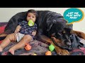 Jerry helps aaru to sleep|| cute dog video