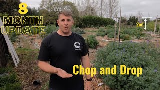 8 Month Old Food Forest - Chop and Drop