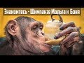 Сонное утро с Шимпанзе | Что едят обезьяны  |  Боня и Мальта играют с фитболом