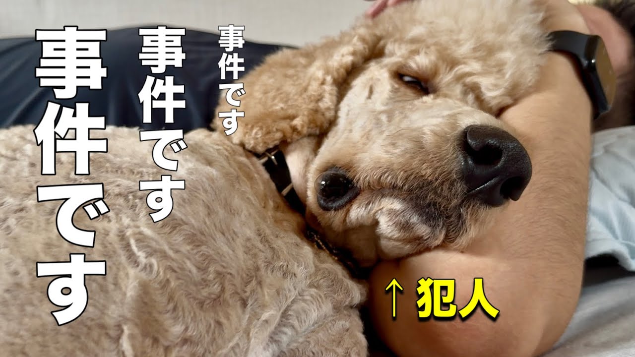 【大事件勃発‼️】捨て猫クロの部屋全面リフォーム　|売れ残り|スタンダードプードル|poodle