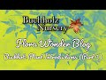Flora Wonder | Buchholz Plant Introductions (Part 3)