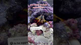 MANTIS SHRIMPS ARE NOT AGGRESSIVE