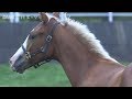 【オーロアドーネ(サラファン2017)】母馬との別れ
