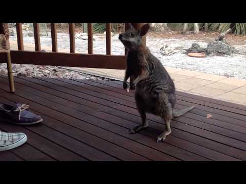 Video: Wallaby: Mõned Liigi Tunnused