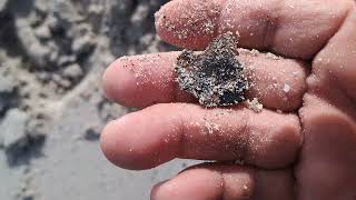 Simplex en arena humeda encuentra monedas y una super moneda o rondana.