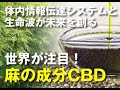 奇跡の麻とCBD ZOOMセミナー