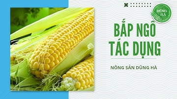 Tác dụng của Bắp Ngô