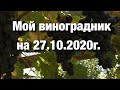 Мой виноградник на 27.10.2020. Конец сезона. Итог.