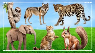 Amazing Familiar Animals Playing Sound: Sloth, Elephant, Wolf, Leopard, Cat & Squirrel