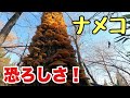 尋常じゃない爆発にナメコの怖さを知る！11月のきのこ採り