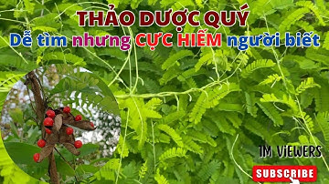 Cam Thảo Dây – Loài Thảo Dược Quý Trị Ho, Mát Gan, Dễ Tìm Nhưng Ít Người Biết Cách Dùng#NTH