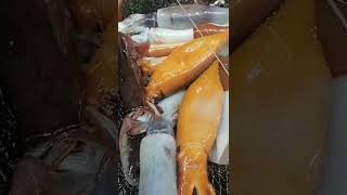 The best time to catch squid is at night. It's boring during the day. Catch some squid to kill time