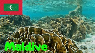 Viața Subacvatică În Maldives Și Misterioasele Ruine Antice De Pe Insula Kaashidoo