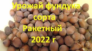 Урожай фундука сорта РАКЕТНЫЙ 2022 г