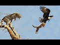 The Best Of Animal Attack 2022 - Most Amazing Moments Of Wild Animal Fight! Wild Discovery Animal p7