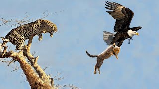 The Best Of Animal Attack 2022 - Most Amazing Moments Of Wild Animal Fight! Wild Discovery Animal p7