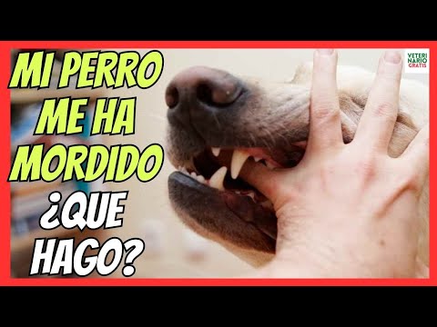 Video: ¿Un perro muerde a su dueño?