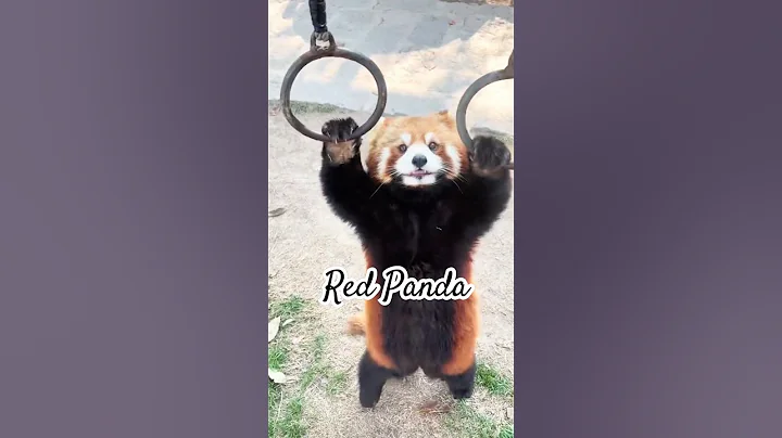 Red pandas #fyp #youtubeshorts #animals #redpanda #cute