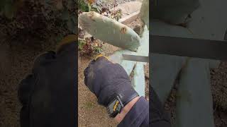 Saving our Prickly pear #cuctus #PricklyPear