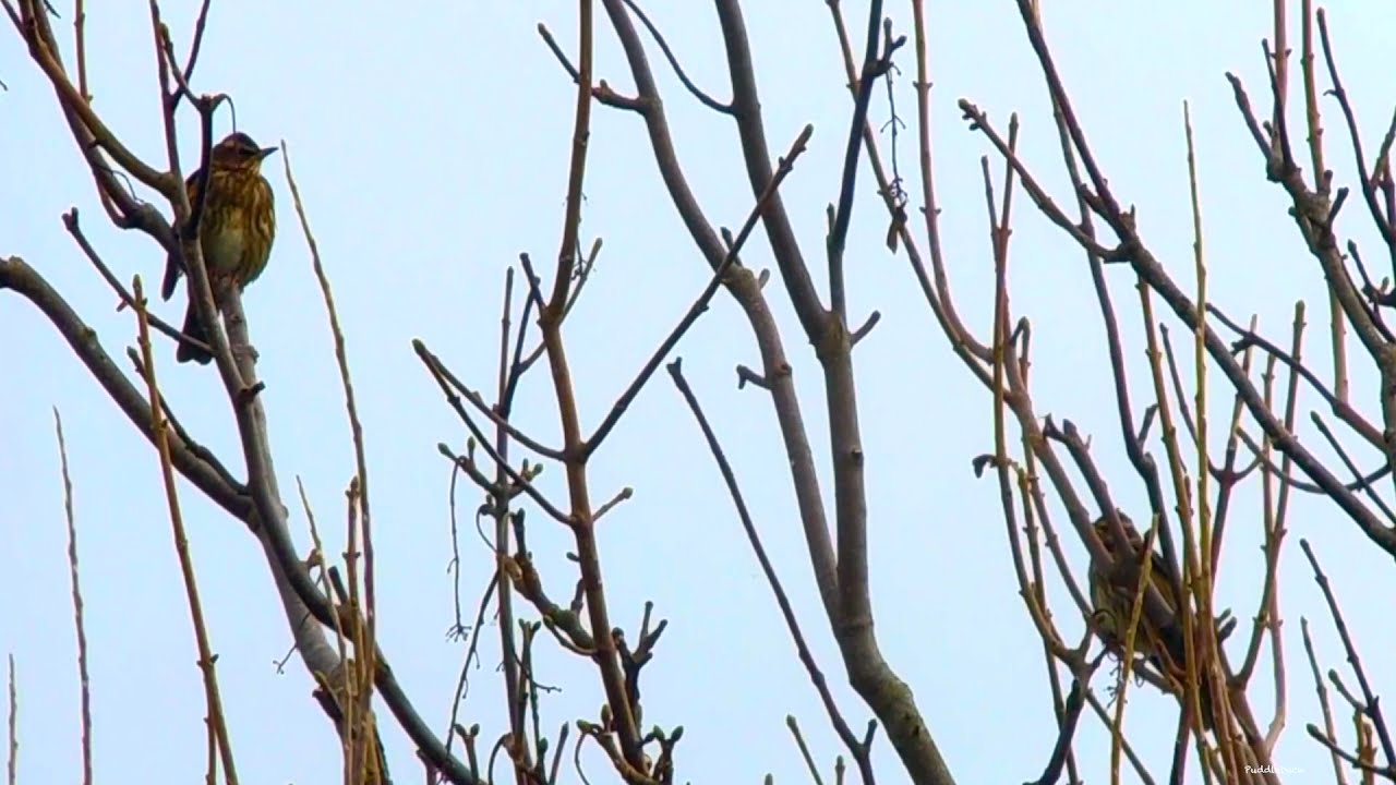 Redwing (with sound)