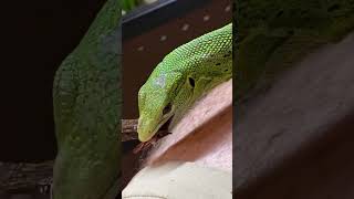 🦎 Кормление варана консервой. Активный ❤️ хищник! #животные #варан #террариум