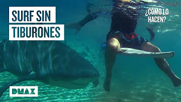 ¿Cómo evitan los surfistas a los tiburones?
