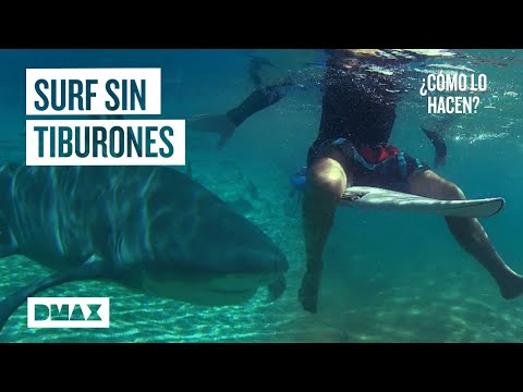 Video: Cómo Proteger Las Playas De Los Tiburones