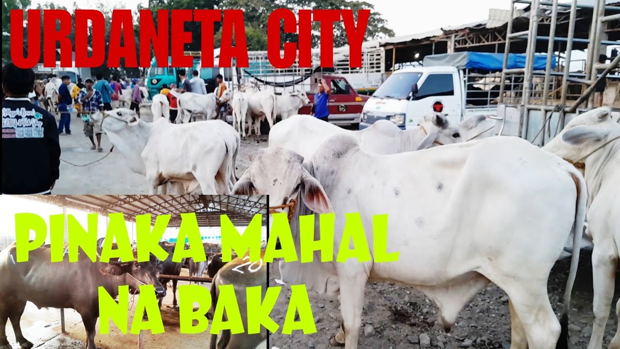 March 17, 2024 Update  Presyo ng Baka sa Urdaneta City Livestock Market in Pangasinan #livestock