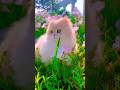 أندر 3 قطط في العالم (أحدهم بدون ذيل!) 🐱🌍