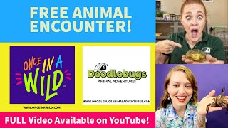 Animal Encounters - Collaboration with Once in a Wild Mobile Zoo