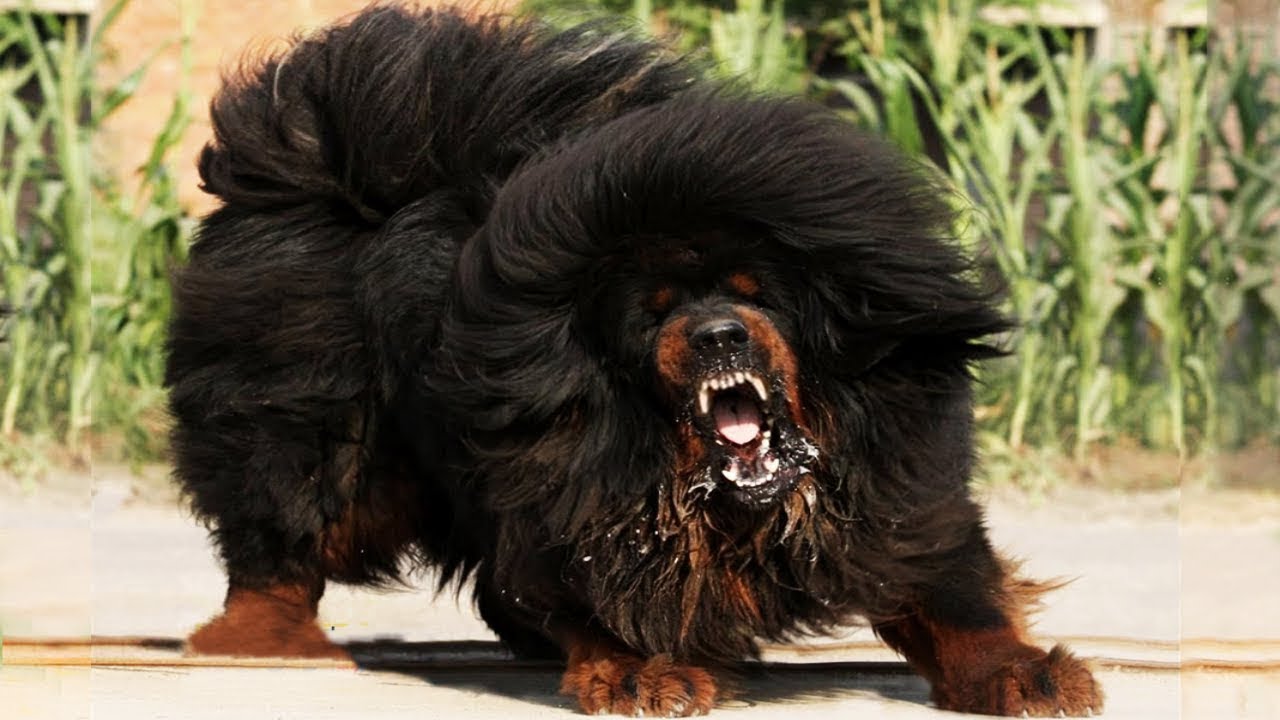 Most ILLEGAL Dog Breeds In The World 