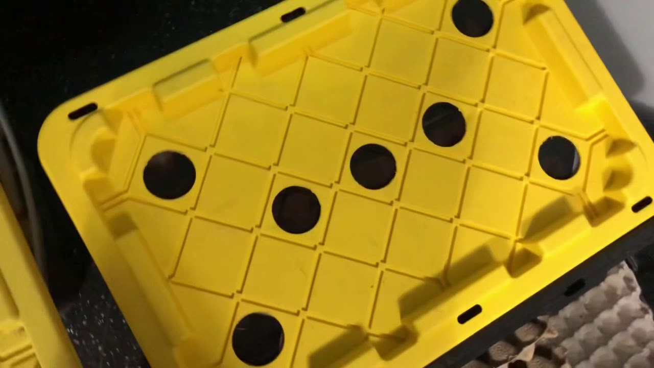 Discoid roach colony 101