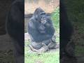 Gorilla GENTARO’s finger sucking ☝️🦍 Ueno Zoo Tokyo