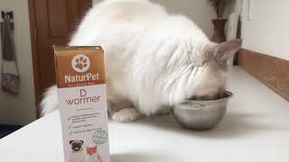 Ragdoll cat - Deworming with NaturPat D Wormer by Ragdoll Kitten Life 428 views 5 years ago 3 minutes, 20 seconds