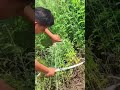 Cut and sun dry Artemisia annua to make fragrant natural flavor #Gameplay Expert Ce#94bfd