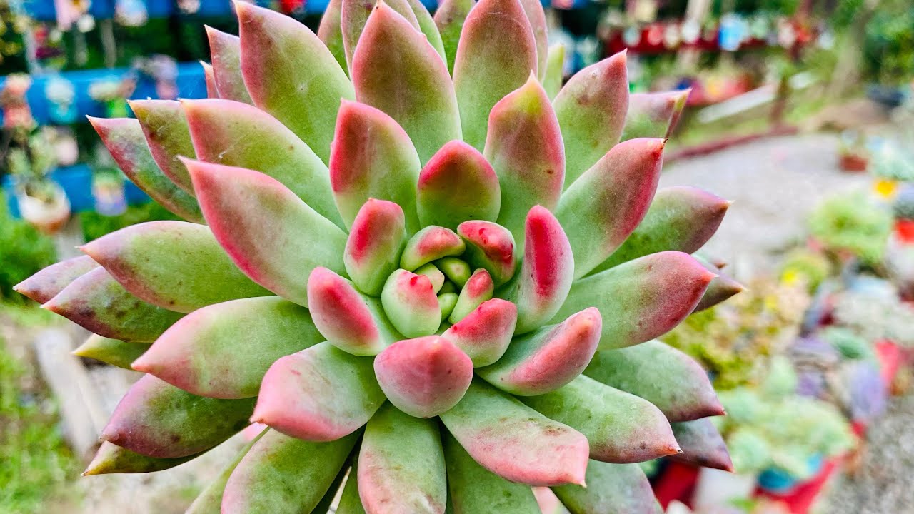 Mais de 10 SUCULENTAS QUE ESTÃO BOMBANDO NO OUTONO INVERNO ❄️