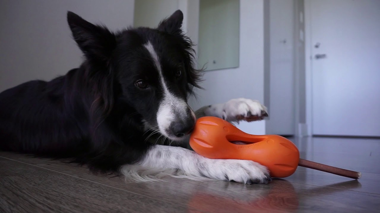 Dog Spin Puzzle Toys – PawPang