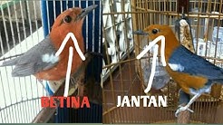 Cara Membedakan Burung Anis Siberia Jantan Dan Betina Free Music