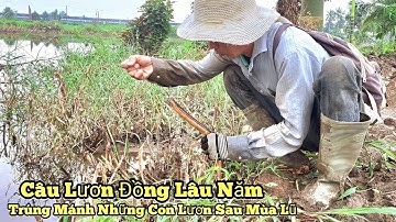 Trở lại đây câu lươn sau mùa lũ_Trúng mánh rồi những con lươn lâu năm_tập1004//Giant eel fishing