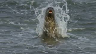 Untitled In a nature documentary style a seal emerges 2e tyvwO