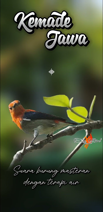 Suara masteran burung kemade jawa ( sepahan ) dengan terapi air #kicaumania #kemadegacor #sepahan